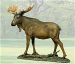 WLD15831 Prince Moose 